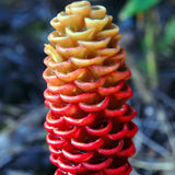5 Ginger Roots, Culinary Herb Plant