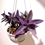 2 Purple Tradescantia Wandering Jew Plants Live, Houseplant, 4-6 Inch Tall