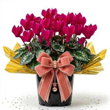 Pink Cyclamen Plant Live, Indoor Outdoor Flower, 4 Inch Pot