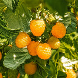 2 Yellow Live Raspberry Plants, Home Garden Plant, 4-6 Inch Tall