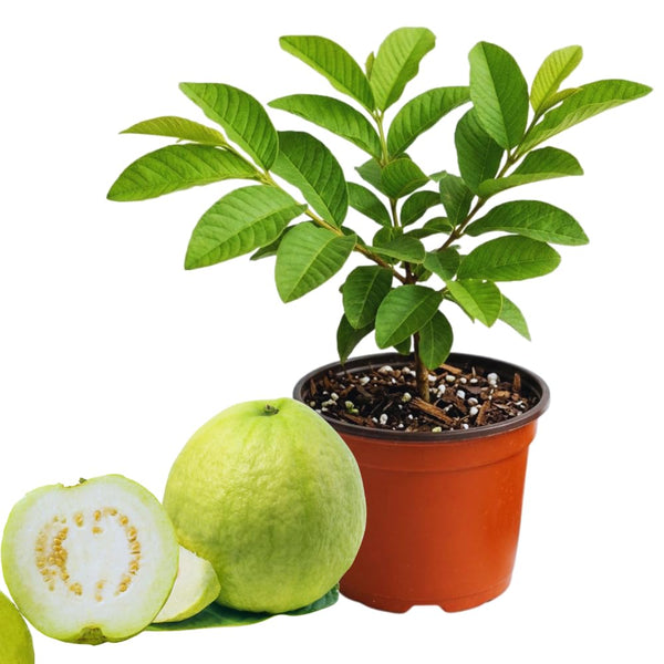 White Guava Tree Live Plant, Starter Fruit Plant