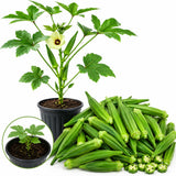 2 Green Okra Plants Live, Vegetable Start Plant for Home Garden, 4 Inc Pot