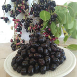 Black Java Plum Live Plant, 4 Inch Pot