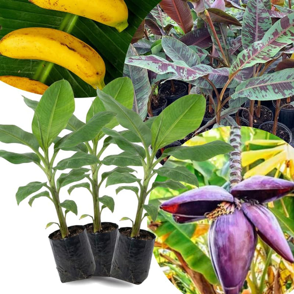 3 Truly Tiny Banana Trees Live Plants, Starter Plant, 3-5 Inch Tall