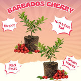 2 Barbados Cherry Live Plants, Live Barbados Cherry Plant, 4-6 Inch Tall