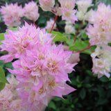 2 Double White Pink Bougainvillea Live Plants, 5-7 Inch Tall