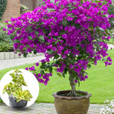 2 Deep Purple Bougainvillea Live Plants, Flowering Vine, 4-7 Inch Tall