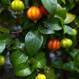 Surinam Cherry Tree Live, Patio Container Plant, 4-7 Inch Tall