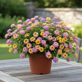 2 Confetti Lantana Live Plants, Lantana Flower Plant, 4-7 Inch Tall