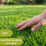 20000 Zoysia Grass Seeds for Lawn, Emerald Zoysia Grass Seed