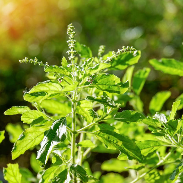 2 Holy Basil Plants Live, 3-6 Inches Tall