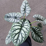 2 Silver Green Alocasia Live Plants, Hardy Garden Plant, 4-6 Inch Tall