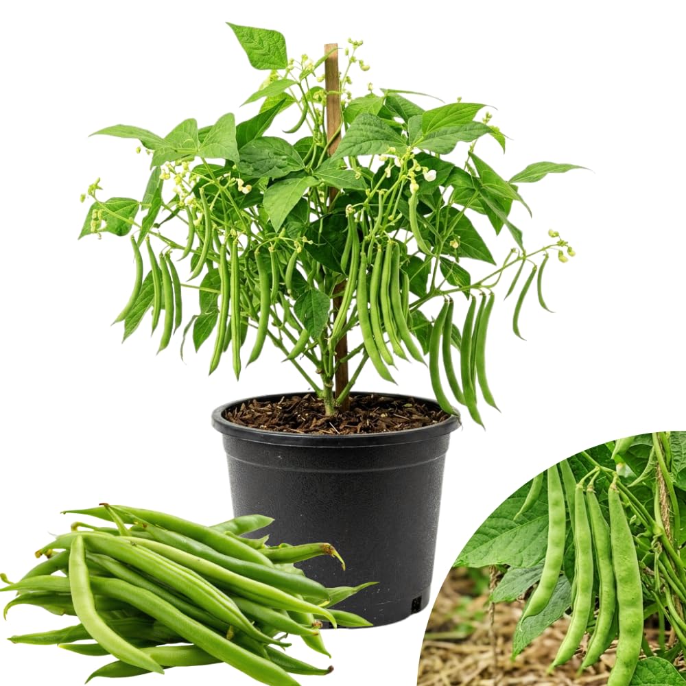 Green Bean Plants Live, Patio Container Plant, 4-6 Inch Tall, 4 Inch Pot