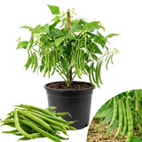 Green Bean Plants Live, Patio Container Plant, 4-6 Inch Tall, 4 Inch Pot