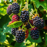 2 Arapaho Black Berry Plants, Blackberries Bush, 4-6 Inch Tall