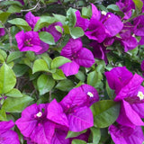 Set 2 Purple Bougainvillea Live Plant 5-7 Inch Tall