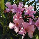 Set 2 Live Pink Oleander Plant, 4 to 6 Inch Tall