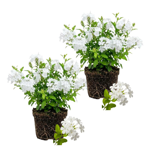 2 White Plumbago Live Plants, Well-Rooted Starter Plant, 4-6 Inch Tall