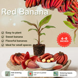 Red Banana Plant, 4-6 Inch Tall Tropical Banana Tree