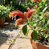 3 Red Shrimp Plants Live, Vibrant Flower Starter Plant, 4-7 Inch Tall