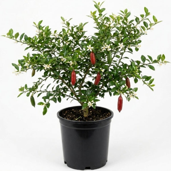 Red Finger Lime Tree Plant Live, 1-2 Ft Tall, 1 Gallon Pot