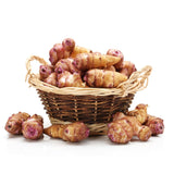 2 Lb Jerusalem Artichoke Live Tubers, Sunchoke Bulbs
