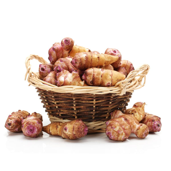 2 Lb Jerusalem Artichoke Live Tubers, Sunchoke Bulbs