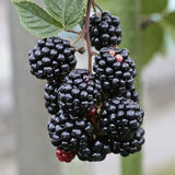 2 Juicy Blackberries Plant Live, Sweet Fruit, 4-7 Inch Tall