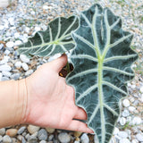 Deep Green Alocasia Live Plant, Rare Tropical Plant, 2-4 Inch Tall