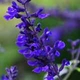 4 Dark Purple Sage Plants Live, Salvia Plants, Outdoor Garden Plant, 4-6 Inch Tall