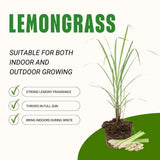 2 Lemongrass Live Plants, Outdoor Garden Plant, 4-6 Inch Tall