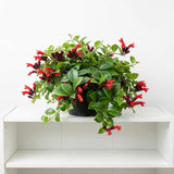 2 Lipstick Vine Live Plants, Trailing Houseplant, 2 Inch Pot