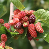 Red Mulberry Fruit Plant Live 6-8 Inches Tall