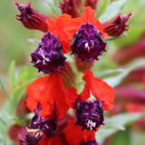 2 Purple Red Cuphea Live Plants, Garden Plant, 4-6 Inch Tall