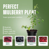 2 Pakistan Mulberry Tree Live Plant, Edible Fruit, 6-8 Inch Tall