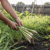 2 Lemongrass Live Plants, Outdoor Garden Plant, 4-6 Inch Tall