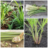 2 Lemongrass Herb Live Plants, Fragrant Herb Plant, 7-10 Inch Tall