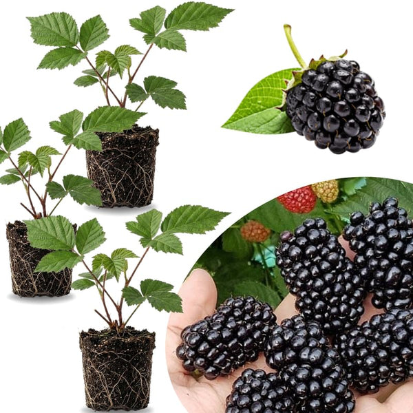 3 BlackBerry Plants Live, Perennial Berry Bush, 3-7 Inch Tall