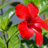Red Hibiscus Live Plant, Indoor Outdoor Plant, 4-6 Inch Tall