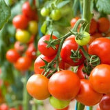 150 Tomato Seeds to Plant, Garden Plant