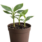 Dwarf Cavendish Banana Live Tree, Home Garden Plant, 6-8 Inch Tall, 4 Inch Pot