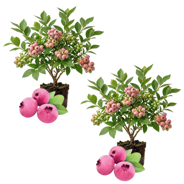 2 Pink Lemonade Blueberry Live Plant, Backyard Berry Bush, 4-6 Inch Tall