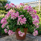 2 White Pink Bougainvillea Live Plants, Climbing Vine, 4-8 Inch Tall