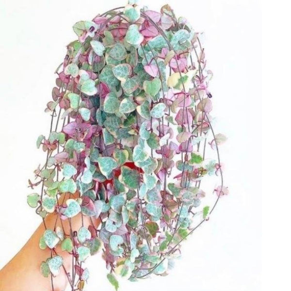 2 Variegated String of Hearts Live Plants, 4-6 Inch Tall, 2 Inch Pot