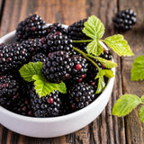 2 Navaho BlackBerry Live Plants, Berry Fruit Bush, 4-6 Inch Tall