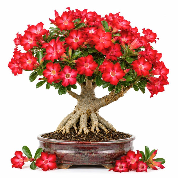 Red Desert Rose Plant Live, Succulent Houseplant, 4-7 Inch Tall