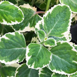3 Variegated Cuban Plants Live, Indoor Outdoor Plant, 4-5 Inch Tall