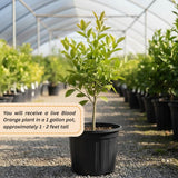 Orange Tree Live Plant, Blood Orange Tree, 1-2 Ft Tall
