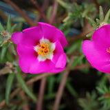 4 Deep Pink Portulaca Plants Live, Moss Rose Flower, Live Starter Plant, 4-7 Inch Tall