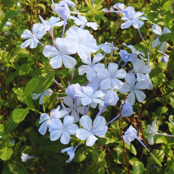 3 White Live Plumbago Plants, 5-7 Inch Tall